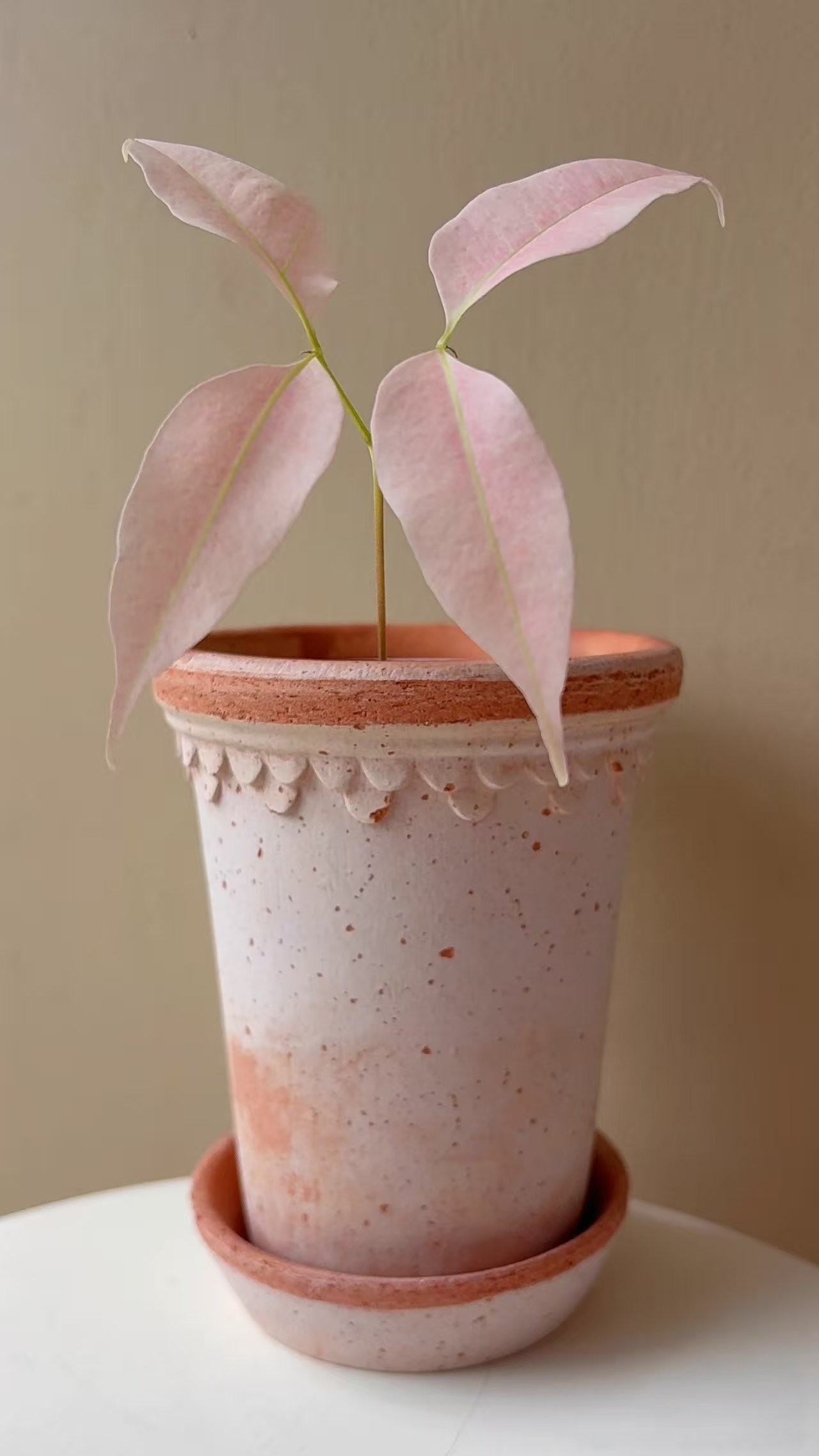 水培荔枝